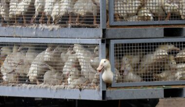 Germany grapples with bird flu as some 400,000 animals culled