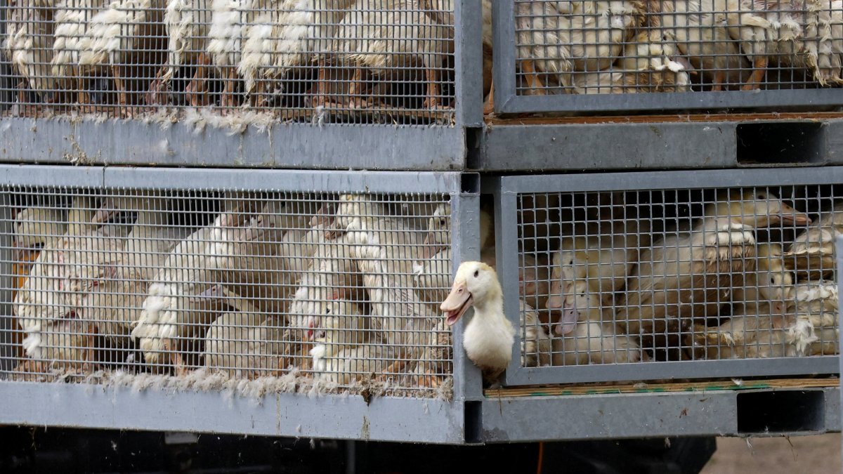 Germany grapples with bird flu as some 400,000 animals culled