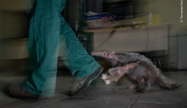Orphan of the Road | Wildlife Photographer of the Year