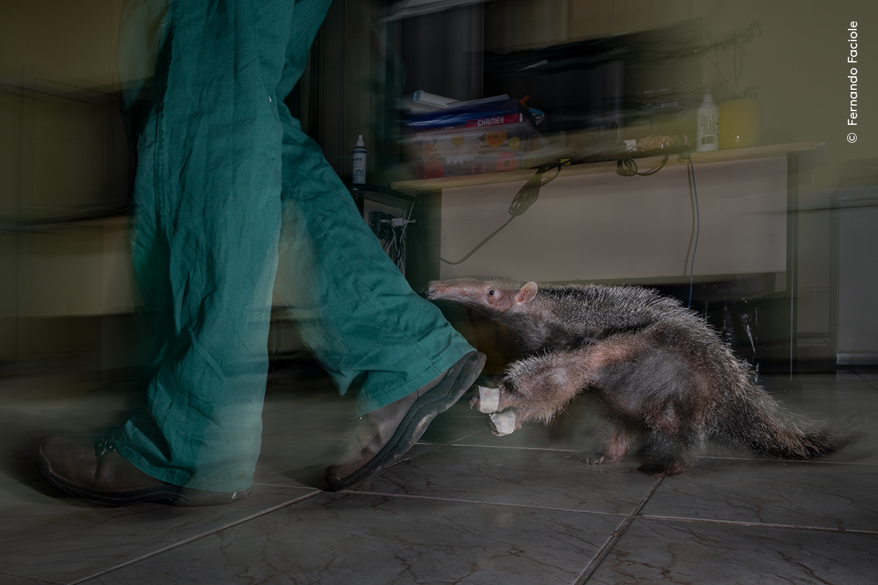Orphan of the Road | Wildlife Photographer of the Year