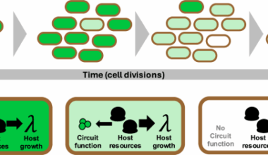 Genetic controllers for enhancing the evolutionary longevity of synthetic gene circuits in bacteria