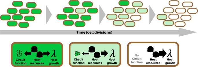 Genetic controllers for enhancing the evolutionary longevity of synthetic gene circuits in bacteria