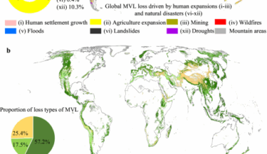 Global loss of mountain vegetated landscapes and its impact on biodiversity conservation