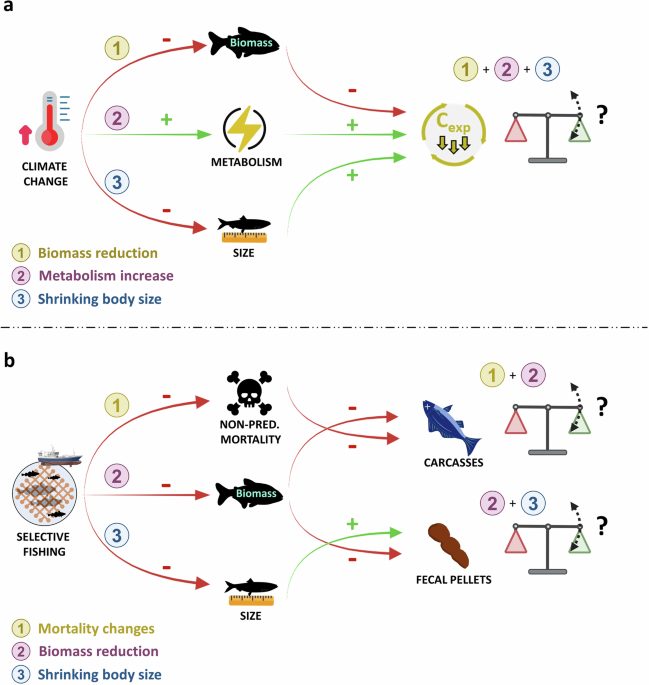 The combined impact of fisheries and climate change on future carbon sequestration by oceanic macrofauna