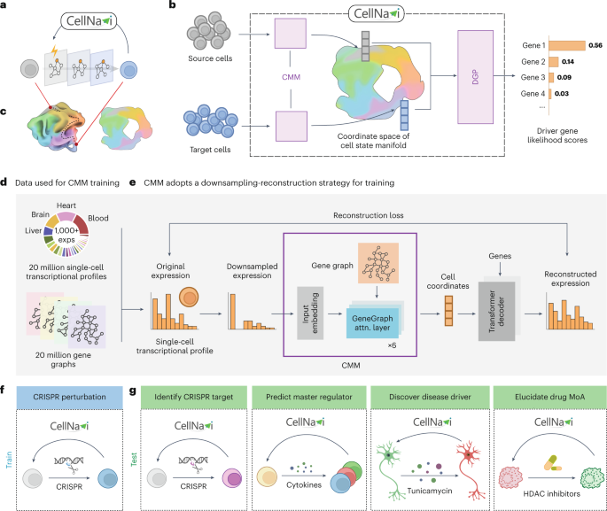 CellNavi predicts genes directing cellular transitions by learning a gene graph-enhanced cell state manifold