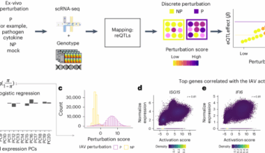 Modeling heterogeneity in single-cell perturbation states enhances detection of response eQTLs