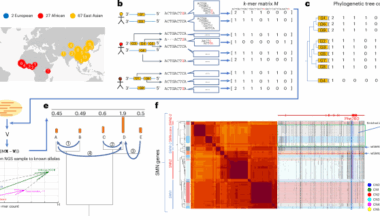 Genotyping sequence-resolved copy number variation using pangenomes reveals paralog-specific global diversity and expression divergence of duplicated genes