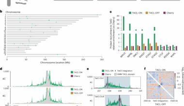 Characterization of induced cohesin loop extrusion trajectories in living cells