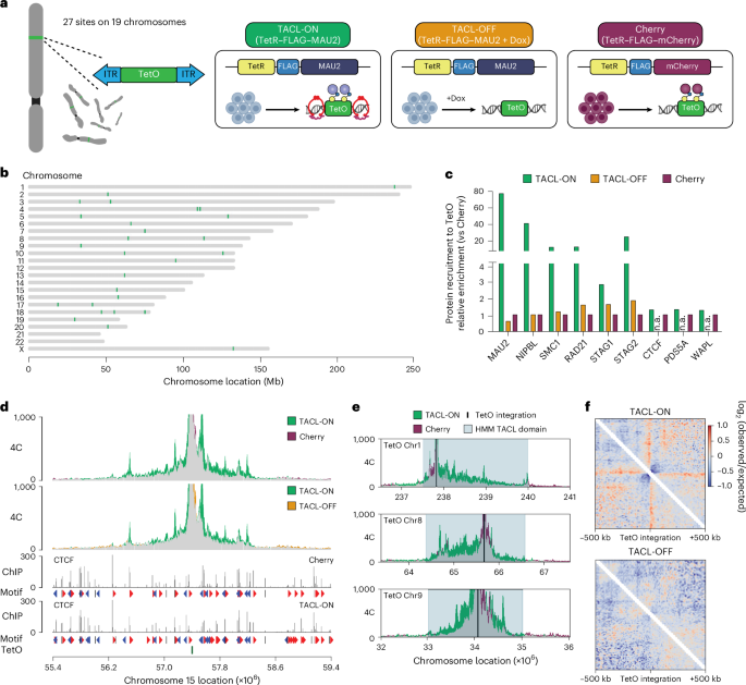 Characterization of induced cohesin loop extrusion trajectories in living cells