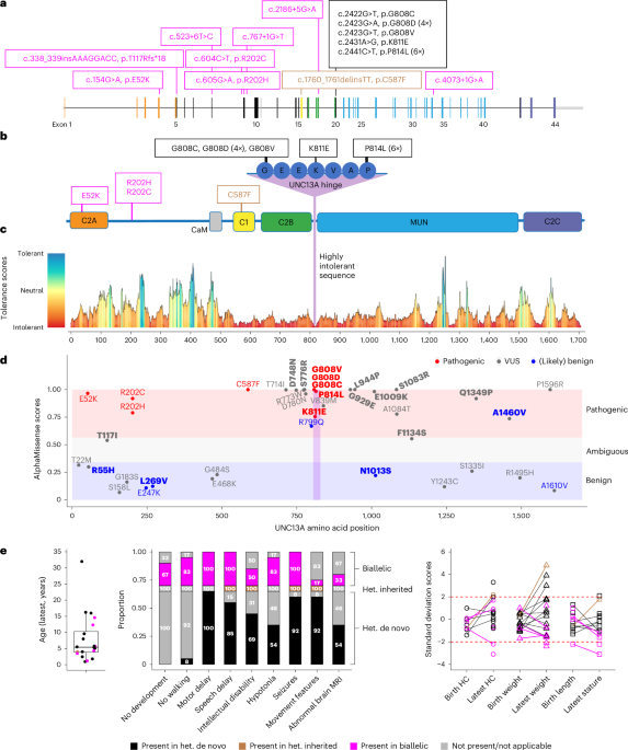 Pathogenic UNC13A variants cause a neurodevelopmental syndrome by impairing synaptic function