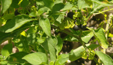 Green synthesis of silver nanoparticles mediated by Solanum nigrum leaf extract and their antifungal activity against pine pathogens