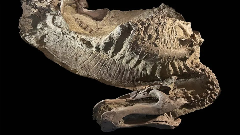 A thin layer of clay over the fossilized skeleton of the juvenile Edmontosaurus preserved large areas of scaly, wrinkled skin and a fleshy crest over its back. - Tyler Keillor/Fossil Lab