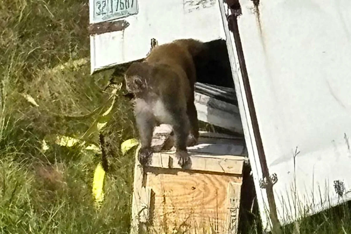Aggressive Monkeys ‘Destroyed’ After Escaping from Overturned Truck, but 1 Is Still on the Loose: Police