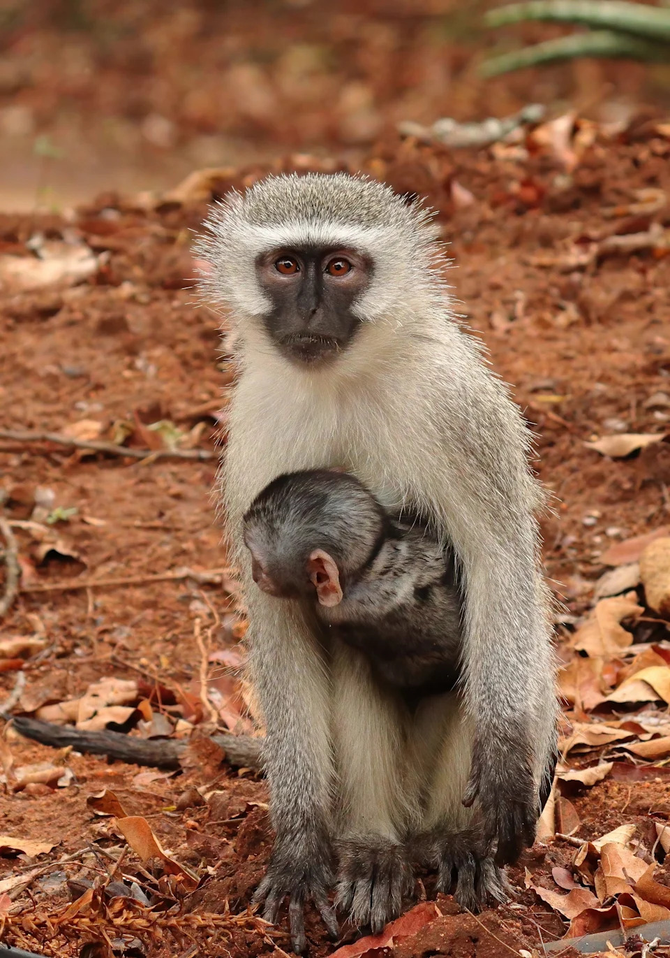 Vervet monkey (Tony Johnstone photo)