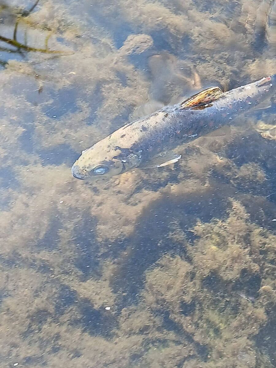 The fish kill in the River Blackwater in Cork killed at least 32,000 salmon or brown trout.