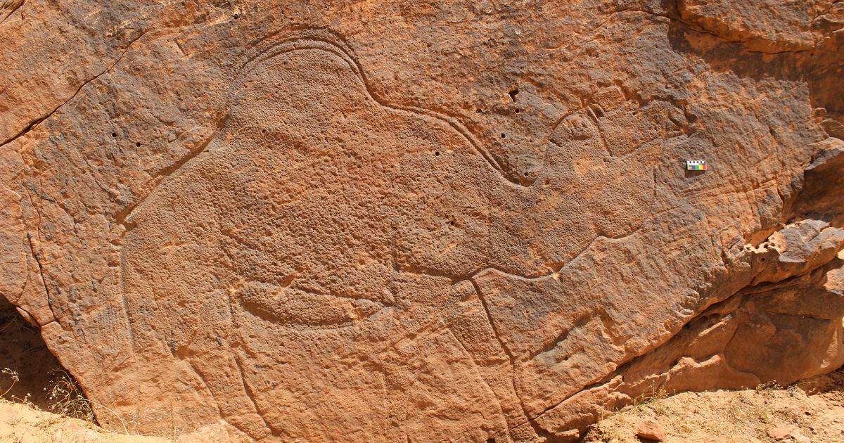 12,000-year-old carvings of animals discovered in Saudi Arabian desert