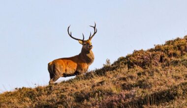 Commission warns drivers to watch out for deer as breeding season starts