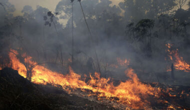 Health of world's forests at 'dismal' levels, causing threat to humanity, report warns