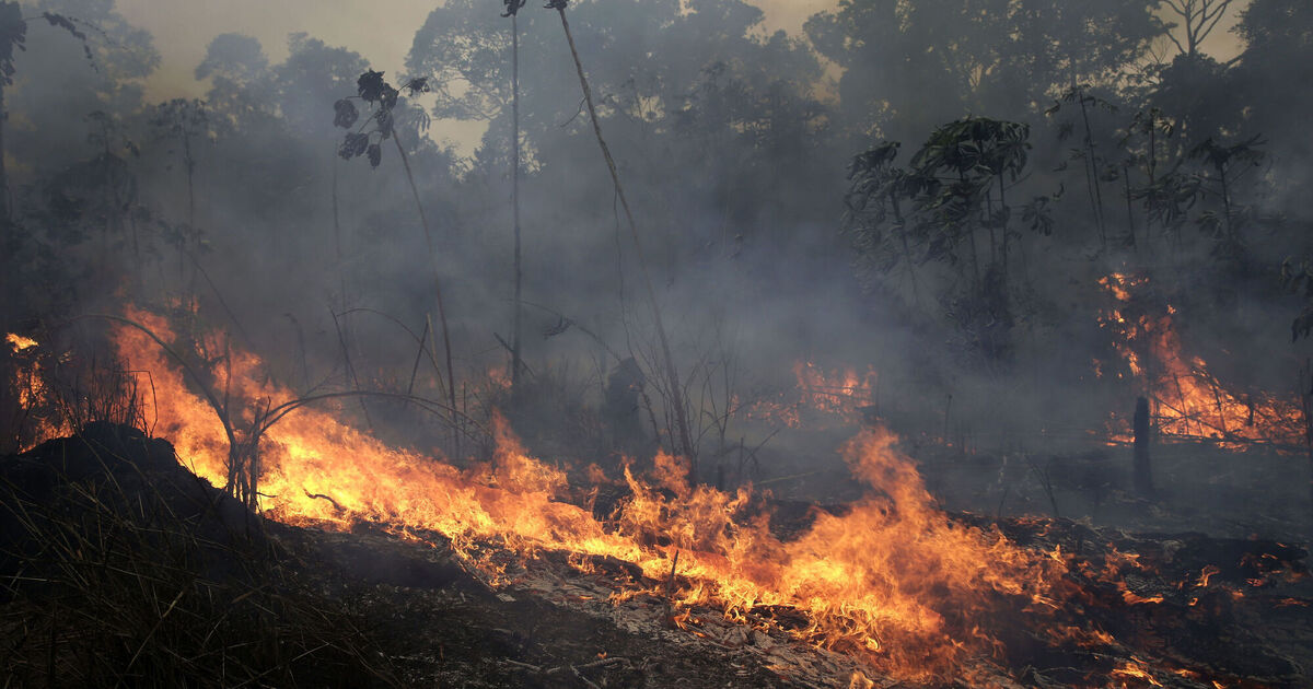 Health of world's forests at 'dismal' levels, causing threat to humanity, report warns