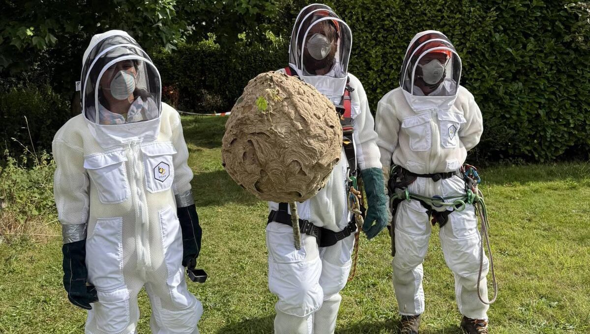 An NPWS team removes first Asian Hornet nest found in Ireland. Picture: NPWS
