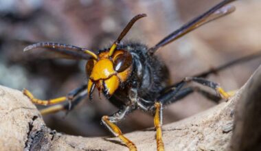 Climate change making Ireland more hospitable to invasive species, experts warn
