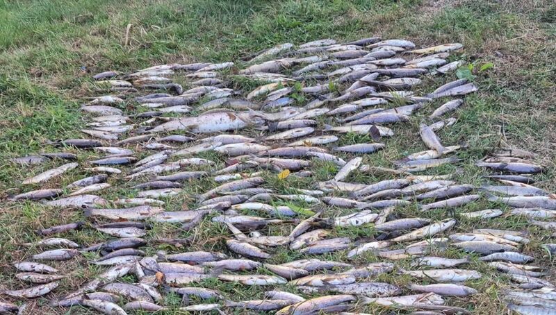 The most recent, and by far the most egregious, fish kill of recent times occurred in the Blackwater river in north Cork in the summer. Photo: Facebook/Conor Arnold