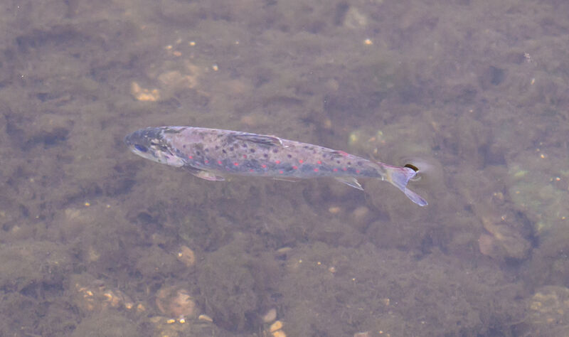 On August 11, dead fish were spotted along the banks of the River Blackwater near Mallow. Picture: Dan Linehan