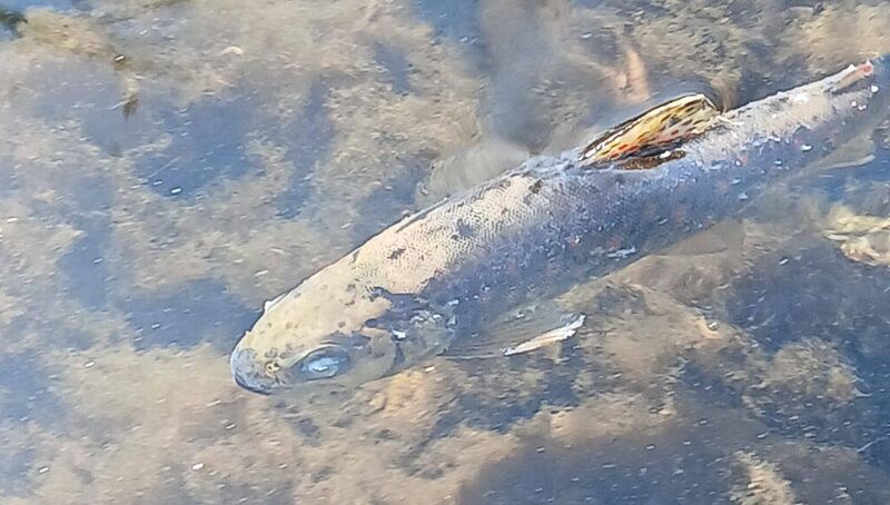 Most of the fish from the River Blackwater fish kill were found in and around Mallow but some were located as far away as Banteer, about 22km upstream and downstream as afar as Castletownroche, which is 17 km away.