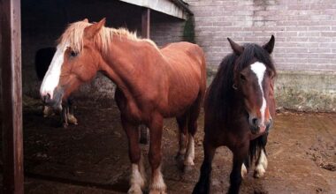 Local authorities in Cork seize 50 stray horses in first six months of this year 