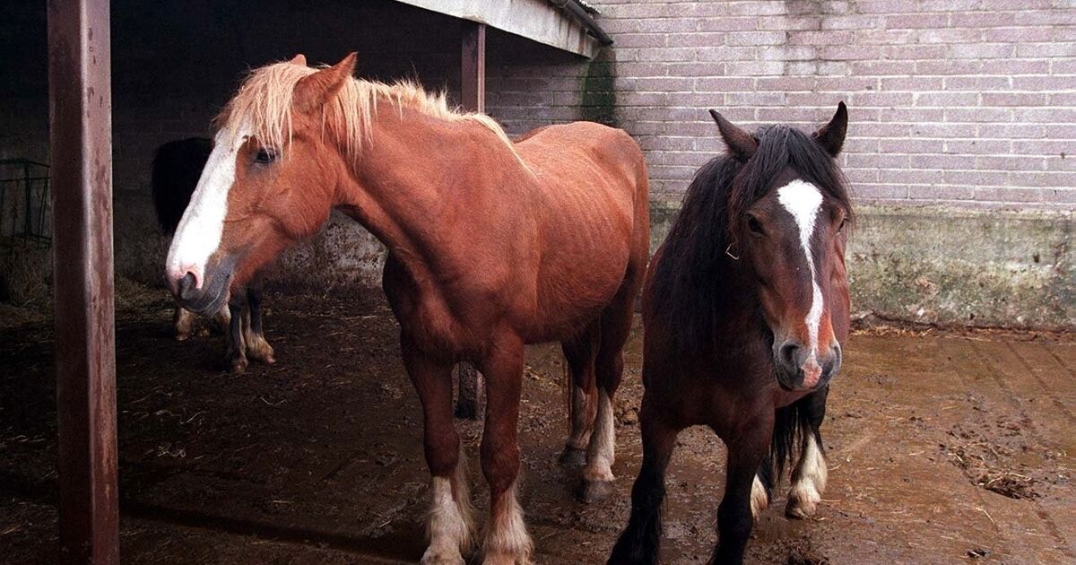 Local authorities in Cork seize 50 stray horses in first six months of this year 