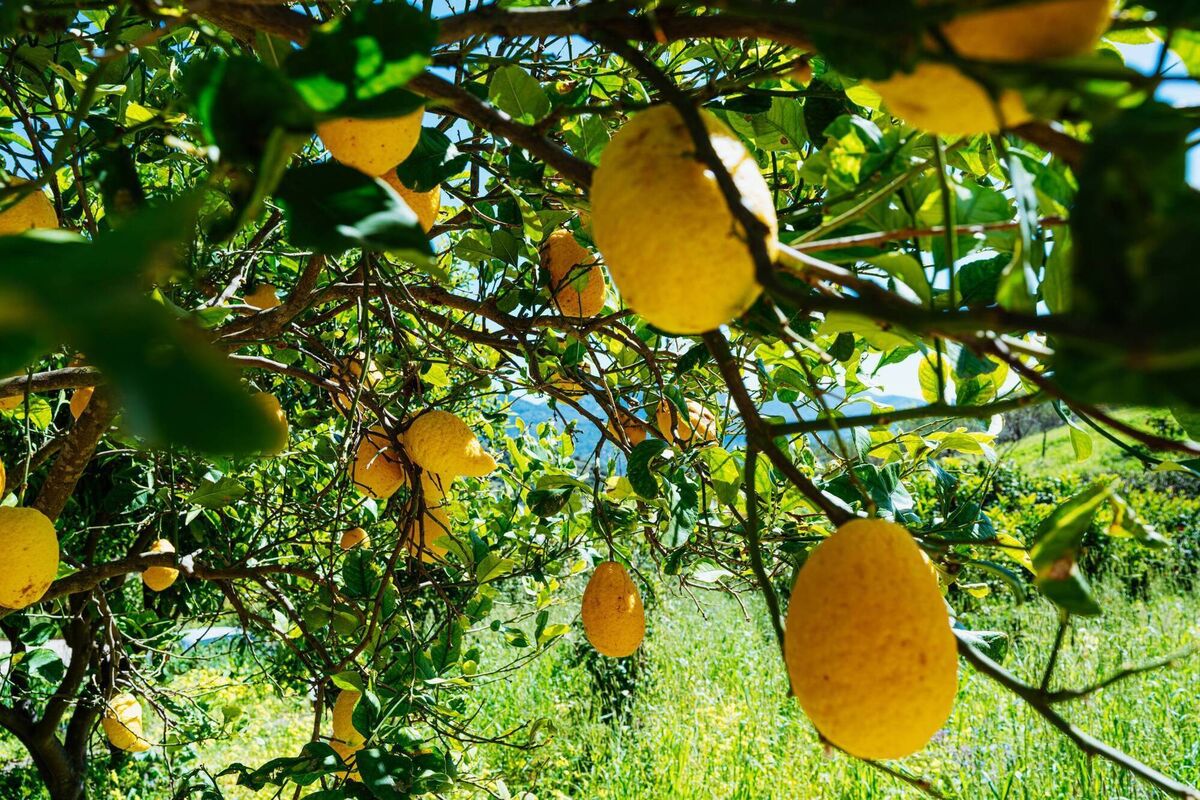 Italian lemons play a key role in Jacqui's scent