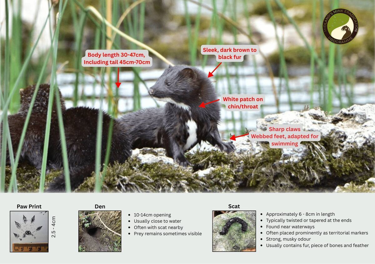 American Mink American Mink, Neovison vison, is Ireland’s most destructive invasive species and poses a significant threat to native ground-nesting birds. The Mink is a non-native, highly adept semi-aquatic predator that significantly impacts native biodiversity. Originally imported for fur farming in the 1950’s, Mink escaped or were released from these fur farms and have since populated the entire island of Ireland. Picture: minkeradication.ie