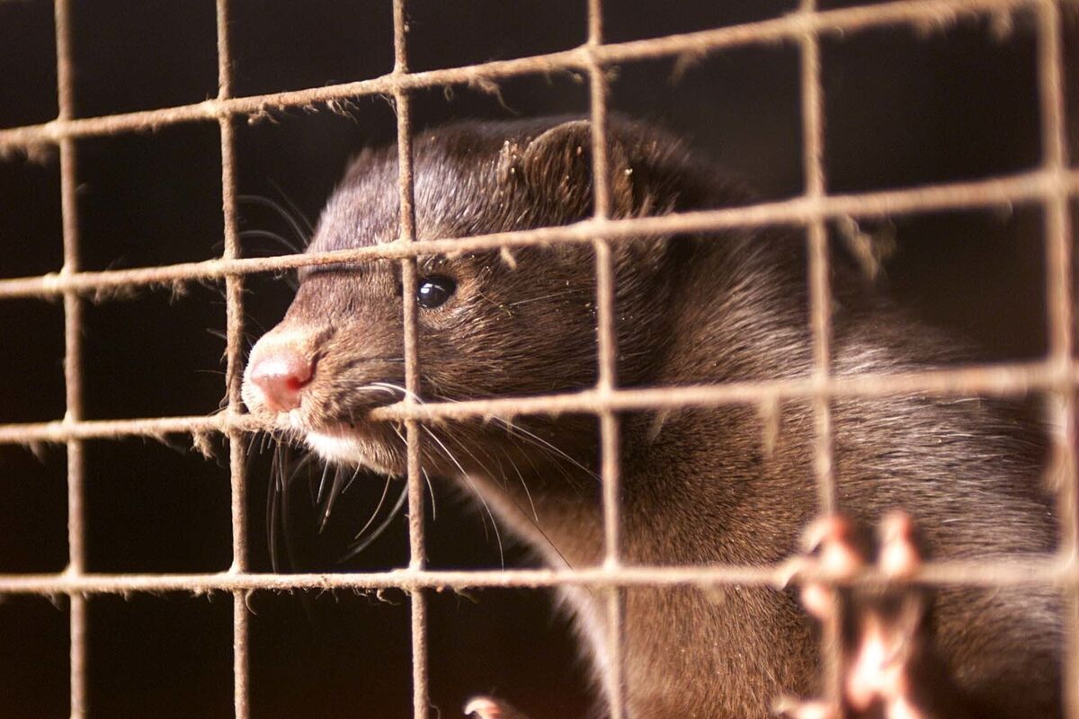 A caged mink — it is estimated that Ireland's invasive mink population could be at least 50,000