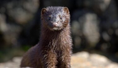 Mink eradication pilot programme underway in the Midlands