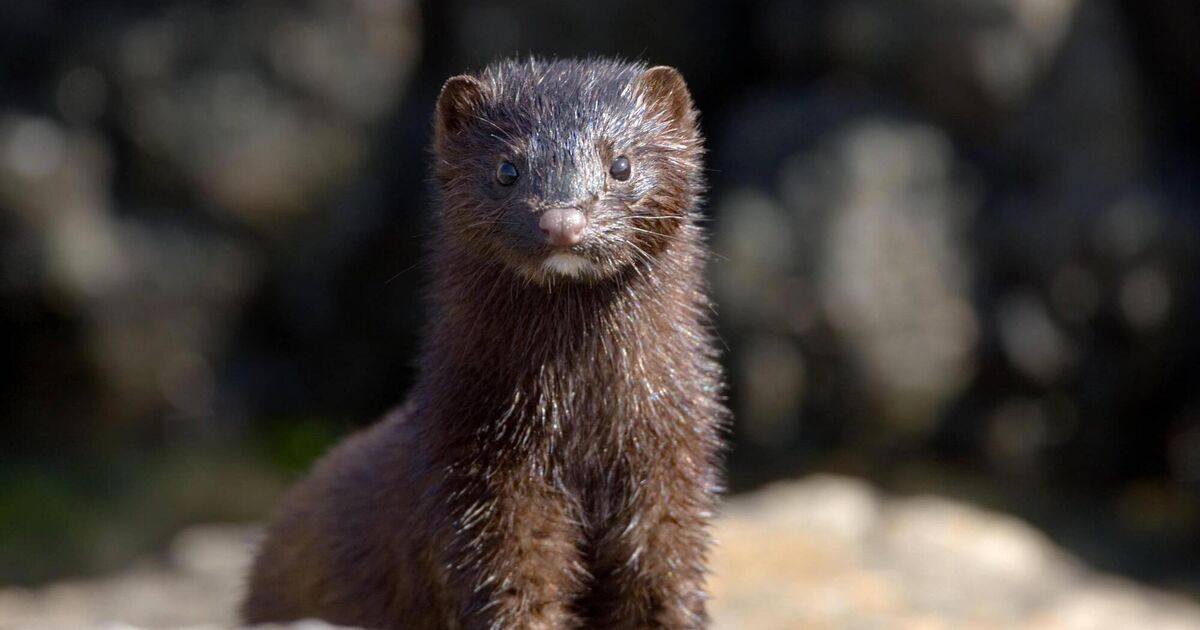 Mink eradication pilot programme underway in the Midlands