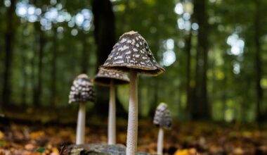 Fungus has had bad press. Mushrooms are nature's alchemists