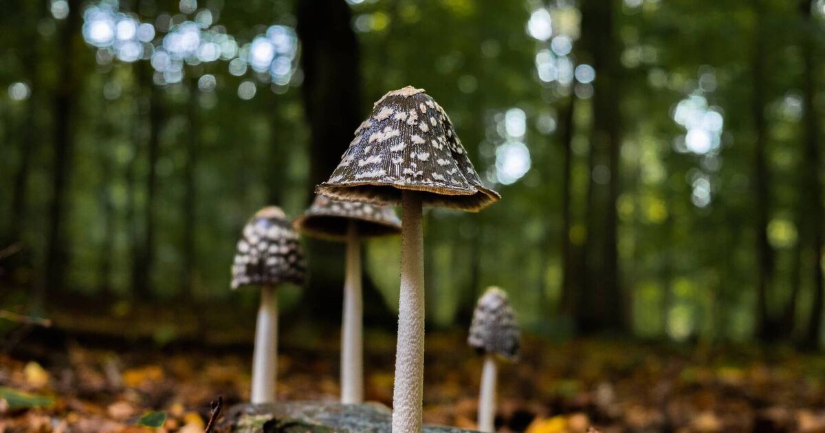 Fungus has had bad press. Mushrooms are nature's alchemists