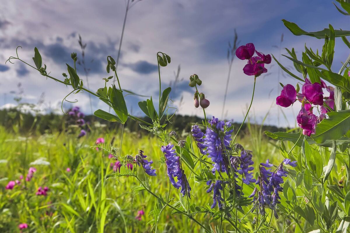 The sweet pea plant, Lathyrus odoratus. 