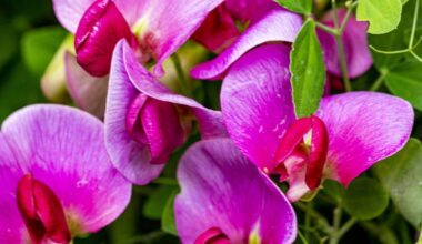 Why didn't my perennial sweet pea bloom this year?