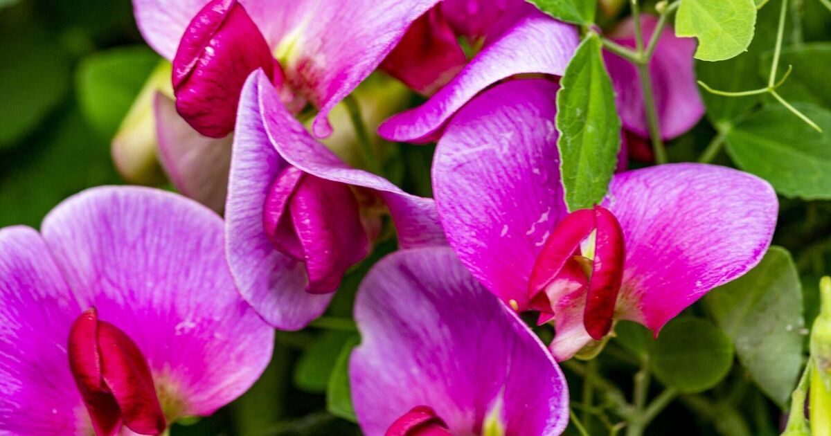 Why didn't my perennial sweet pea bloom this year?