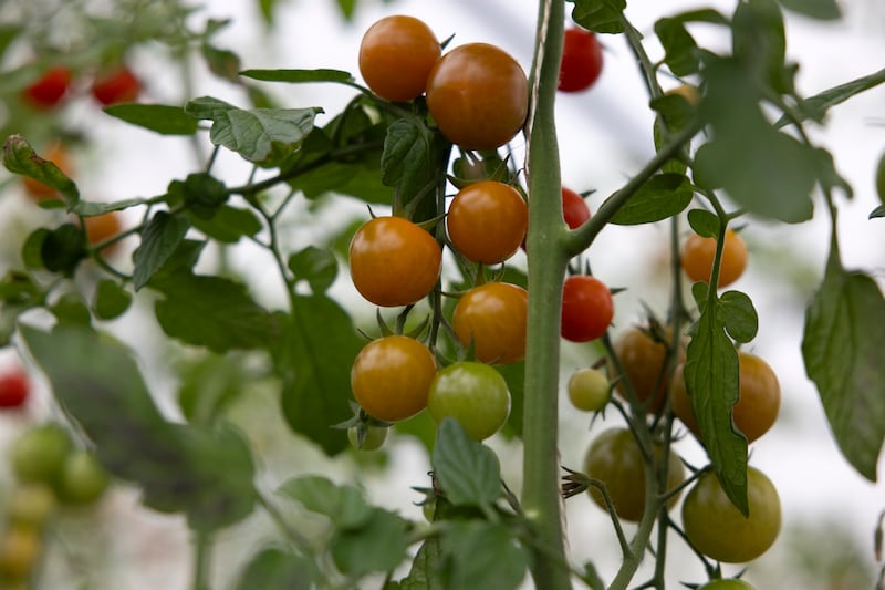 Tomatoes on the vine growing at McNally Family Farm. Photograph: Chris Maddaloni