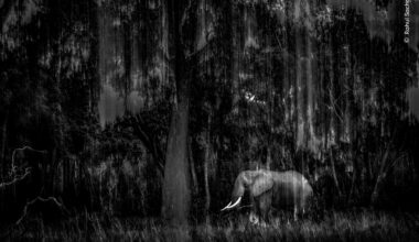 Oasis of Calm | Wildlife Photographer of the Year