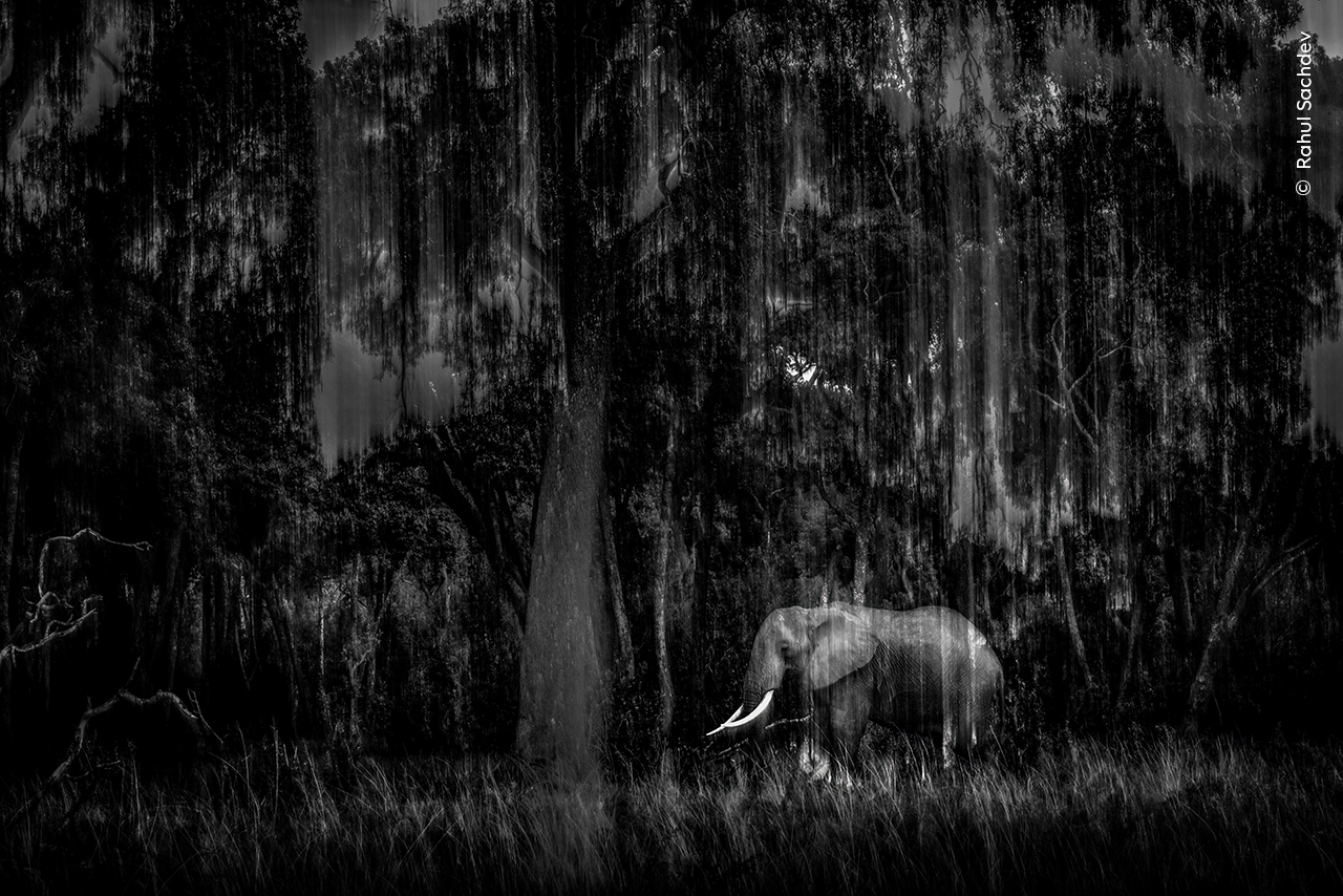 Oasis of Calm | Wildlife Photographer of the Year