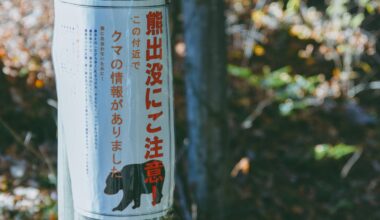 Bear shot in city of Sendai under revised law