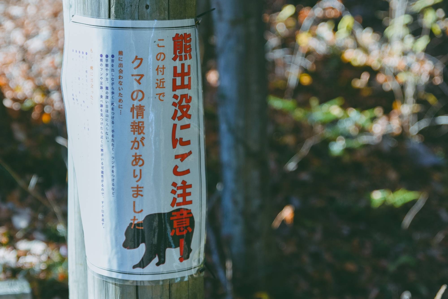 Bear shot in city of Sendai under revised law