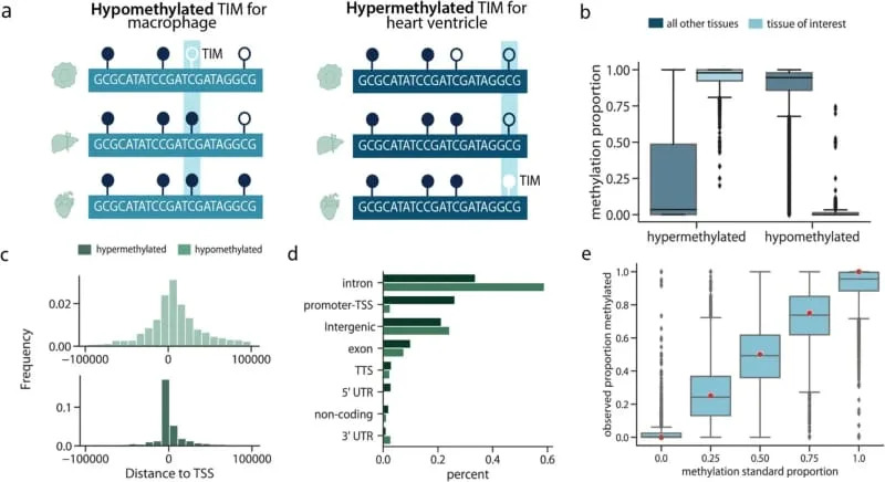 The panel was designed to capture both hypomethylated TIMs, which were CpG sites that were less methylated in a tissue of interest relative to other tissues. (CREDIT: Genome Medicine)