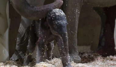 Columbus Zoo Welcomes Second Baby Asian Elephant This Year, Marking a Historic First