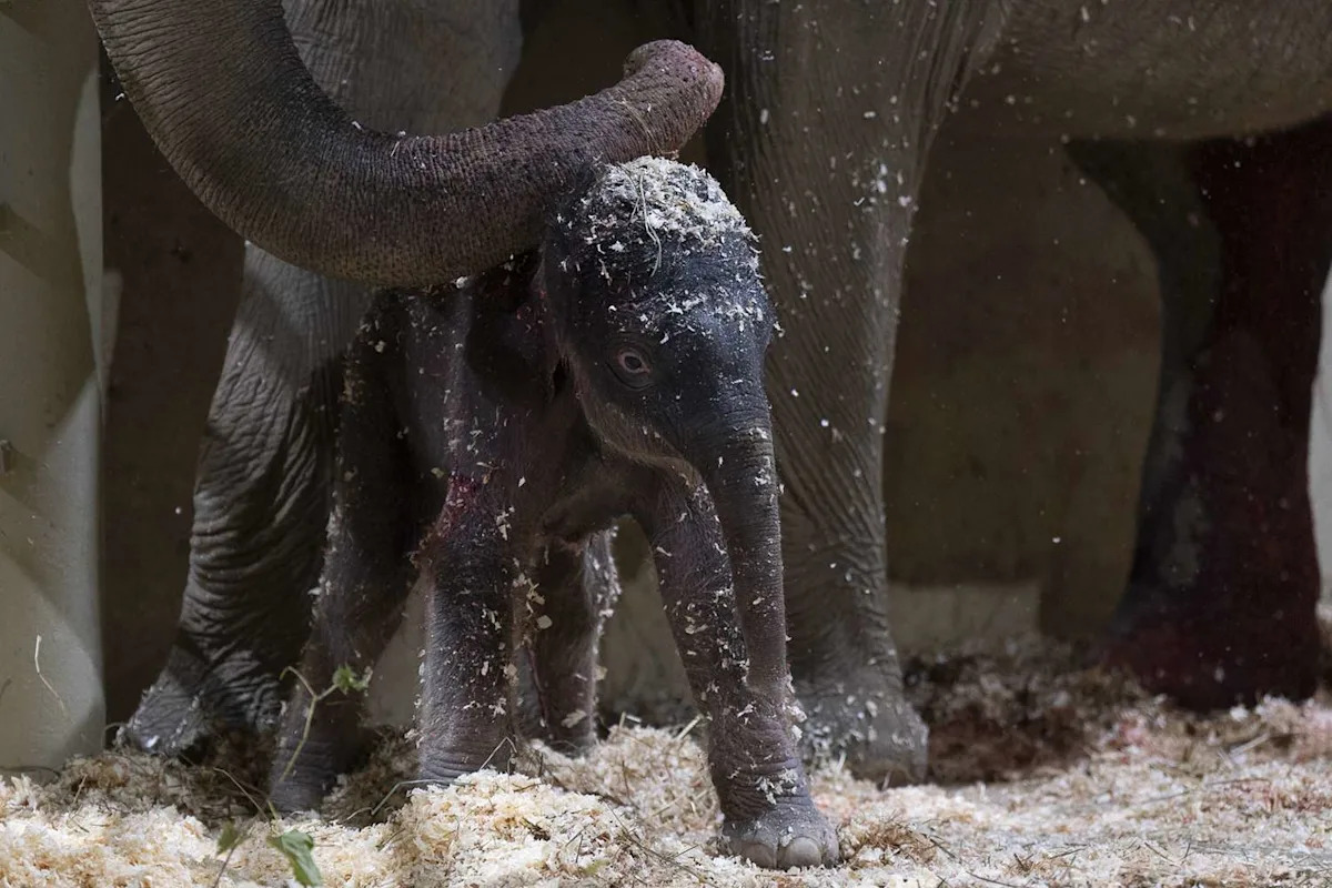 Columbus Zoo Welcomes Second Baby Asian Elephant This Year, Marking a Historic First