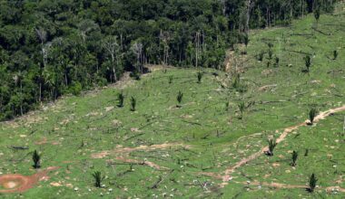 Investors managing $3 trillion in assets urge countries to stop deforestation
