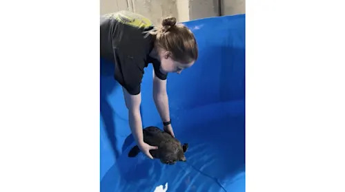 Kim MacDonald: Dinosaur the turtle rescue